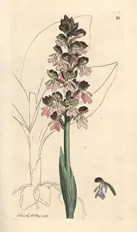 Orchis Prints: Military orchis, Orchis militaris