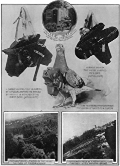 Capture Collection: Military spy - a camera carrying pigeon