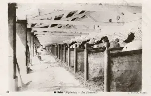 Blida Prints: Military stables, Blida, Algeria, North Africa
