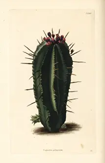 Succulent Prints: Milk barrel spurge, Euphorbia cereiformis