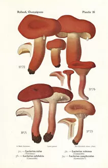 Fungus Collection: Milk cap mushrooms
