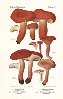 Weeping Gallery: Milk cap mushrooms