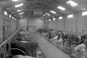 Milking Prints: Milk Production in the 1960s: Pre Milking feed