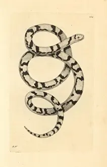 Milk snake, Lampropeltis triangulum