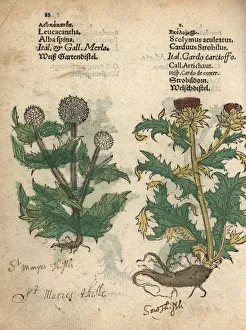 Milk thistle, Silybum marianum, and globe Milk thistle, Silybum marianum, and globe