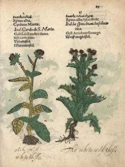 Alba Gallery: Milk thistle, Silybum marianum, and Scotch
