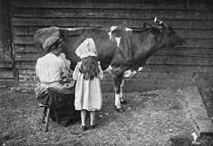 Milking a Cow