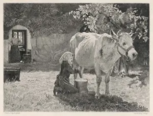 Milking Cow, France