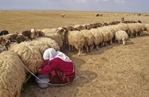 Flock Prints: Milking sheep, Syian desert