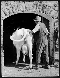 Milking Time