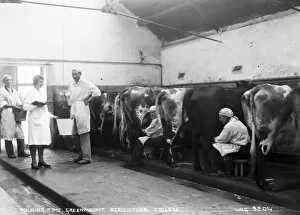 Milking Time at Greenmount Agricultural College