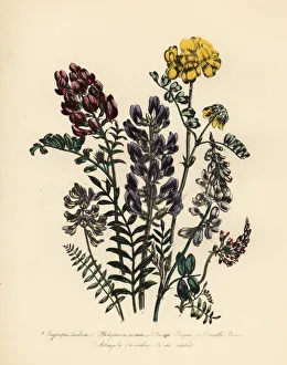 Milkvetch and honeysuckle species Milkvetch and honeysuckle species