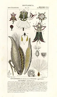 Asclepias Prints: Milkweed, Asclepias syriaca