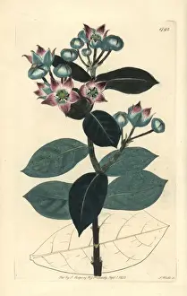 Sydenhamedwards Prints: Milkweed tree or apple of Sodom, Calotropis procera