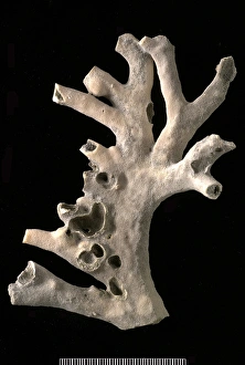 Cenozoic Gallery: Millepora