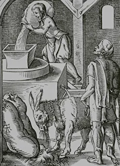 Grains Prints: The miller, 16th century. Engraving