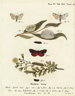 Esper Collection: Miller moth and cinnabar moth
