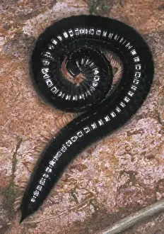 Coil Prints: Millipede