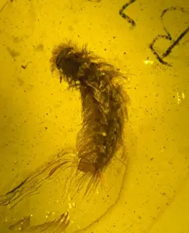 Millipede in amber