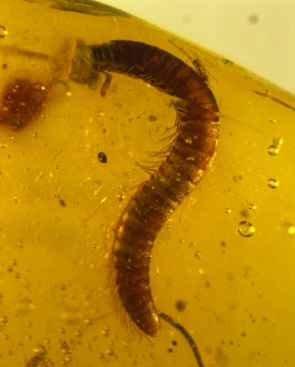 Tertiary Period Gallery: Millipede in amber