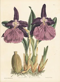 Miltonia moreliana orchid, native to Brazil