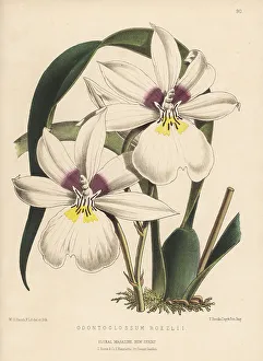 Ecuador Prints: Miltoniopsis roezlii orchid