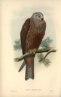 Accipitridae Gallery: Milvus migrans, black kite