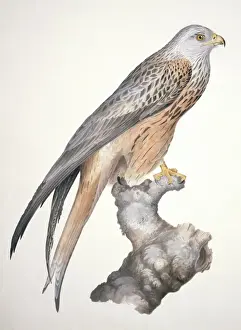Milvus milvus, red kite