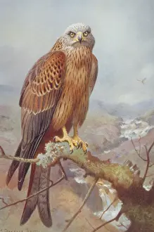 Milvus milvus, red kite