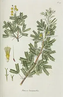 Fabaceae Prints: Mimosa leucacantha