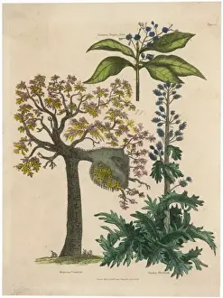 Mimosa Prints: Mimosa, Pepper, Rhubarb