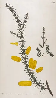 Mimosa Prints: Mimosa Verticillata
