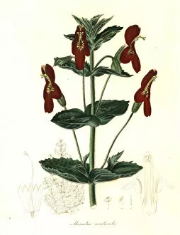 Mimulus roseus x Mimulus cardinalis