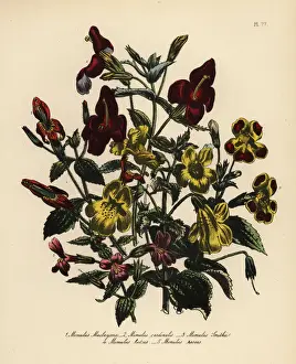 Jane Prints: Mimulus species
