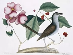 Etching Gallery: Mimus polyglottos, northern mockingbird