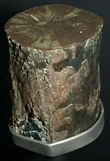 Replacement Prints: Mineral replacement