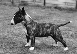 MINIATURE BULL TERRIER