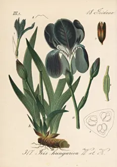 Miniature tall bearded iris, Iris aphylla