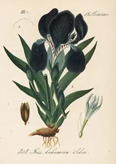 Miniature tall bearded iris, Iris aphylla