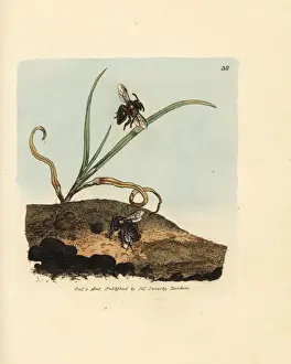 Mining bee, Andrena nigroaenea