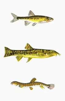 Minnow, Loach, and Spined Loach