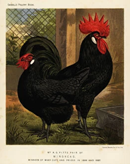 Minorca chickens, cock and hen, Gallus gallus domesticus