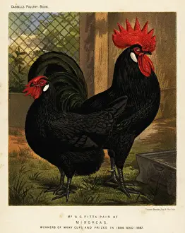 Faced Prints: Minorca chickens, cock and hen, Gallus gallus domesticus