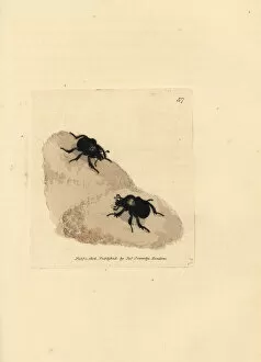 Subjects Gallery: Minotaur beetle, Typhaeus typhoeus