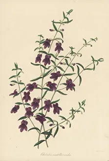 Magazine Of Botany Prints: Mint buch, Prostanthera scutellarioides