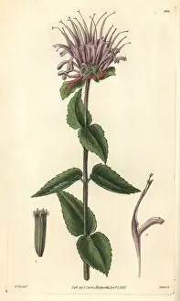 Mint-leaved monarda or beebalm, Monarda menthaefolia