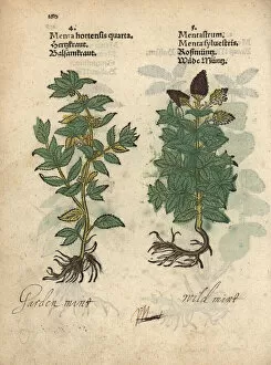 Mint Collection: Mint, Mentha x gracilis, and horse mint, Mentha longifolia