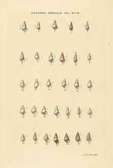 Minute Prints: Minute pyramid sea shell varieties, Odostomia, etc