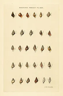 Gastropod Prints: Minute sea shell varieties, Rissoa, Cingula, Assimina, etc