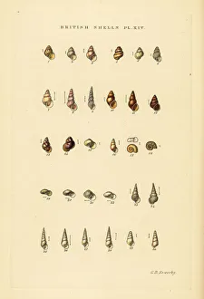 Gastropod Prints: Minute sea shell varieties, Rissoa, Cingula, Assimina, etc